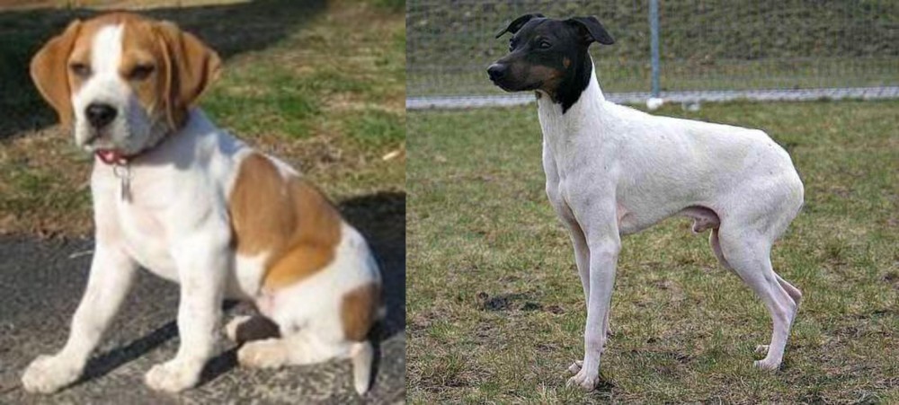 Japanese Terrier vs Francais Blanc et Orange - Breed Comparison