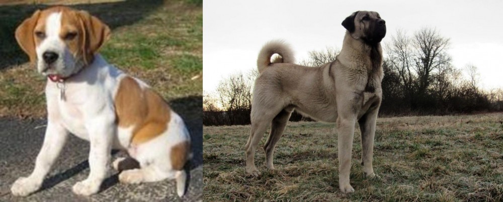 Kangal Dog vs Francais Blanc et Orange - Breed Comparison