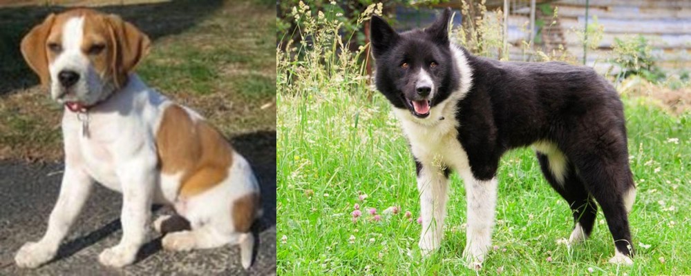 Karelian Bear Dog vs Francais Blanc et Orange - Breed Comparison