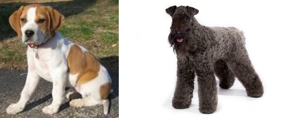 Kerry Blue Terrier vs Francais Blanc et Orange - Breed Comparison