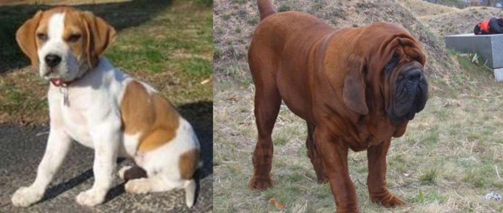 Korean Mastiff vs Francais Blanc et Orange - Breed Comparison