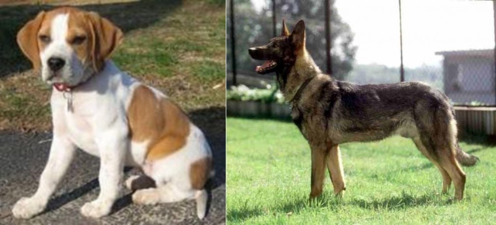 Kunming Dog vs Francais Blanc et Orange - Breed Comparison