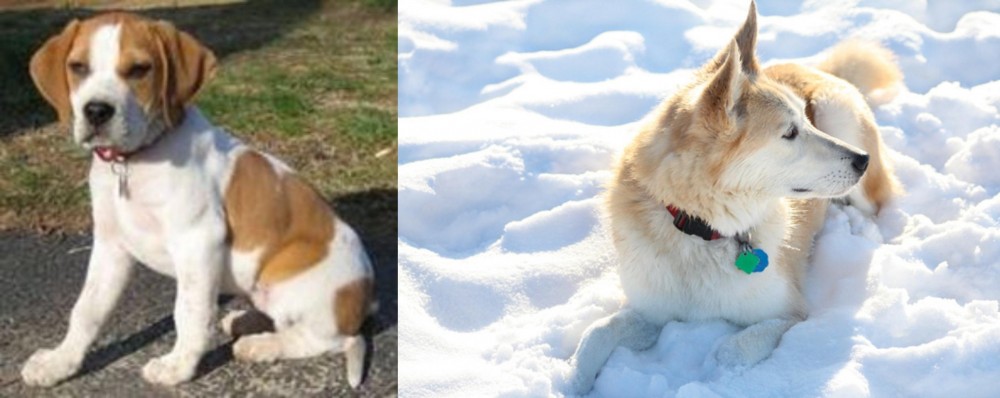 Labrador Husky vs Francais Blanc et Orange - Breed Comparison
