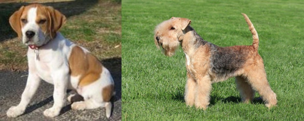 Lakeland Terrier vs Francais Blanc et Orange - Breed Comparison