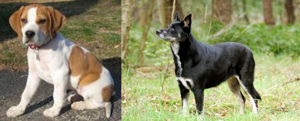 Lapponian Herder vs Francais Blanc et Orange - Breed Comparison