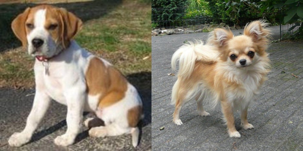 Long Haired Chihuahua vs Francais Blanc et Orange - Breed Comparison
