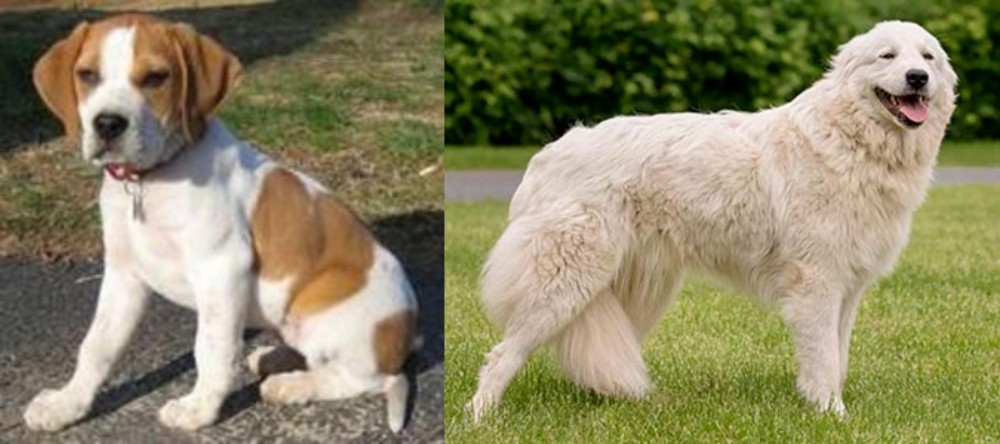 Maremma Sheepdog vs Francais Blanc et Orange - Breed Comparison