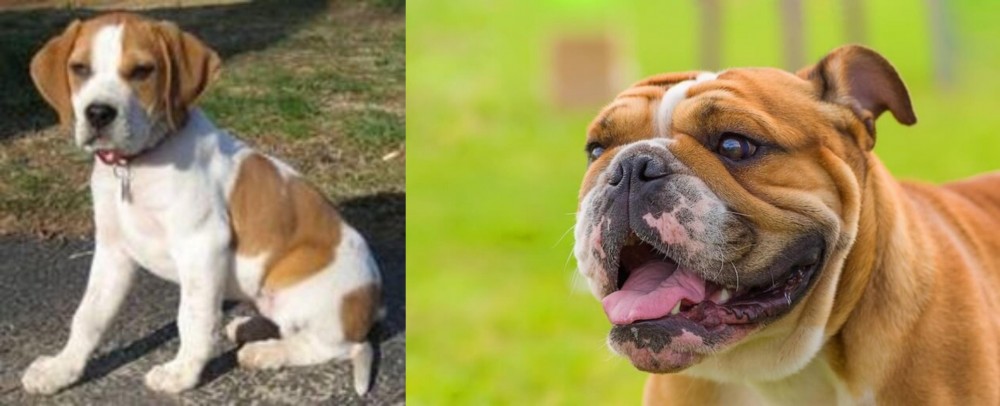 Miniature English Bulldog vs Francais Blanc et Orange - Breed Comparison