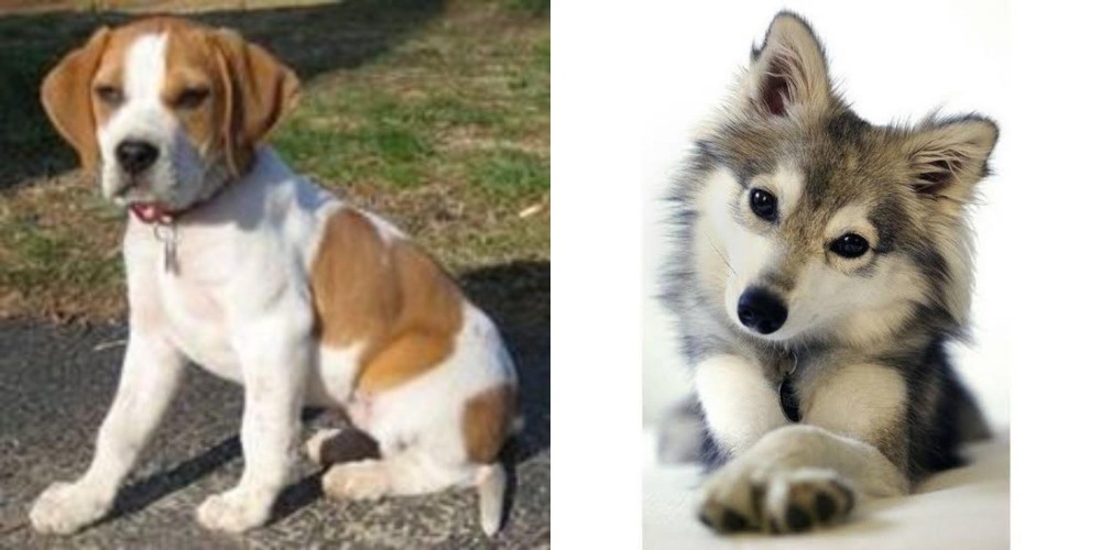 Miniature Siberian Husky vs Francais Blanc et Orange - Breed Comparison