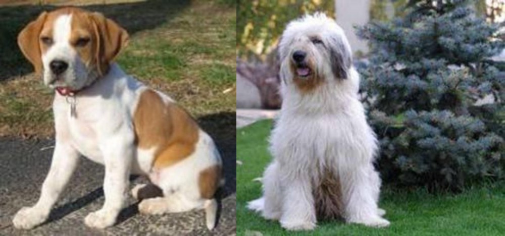Mioritic Sheepdog vs Francais Blanc et Orange - Breed Comparison