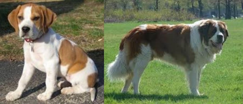 Moscow Watchdog vs Francais Blanc et Orange - Breed Comparison