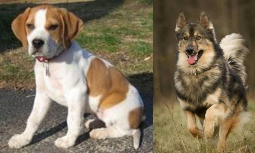 Native American Indian Dog vs Francais Blanc et Orange - Breed Comparison