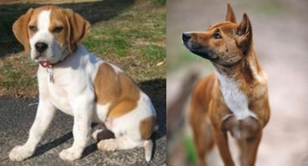 New Guinea Singing Dog vs Francais Blanc et Orange - Breed Comparison