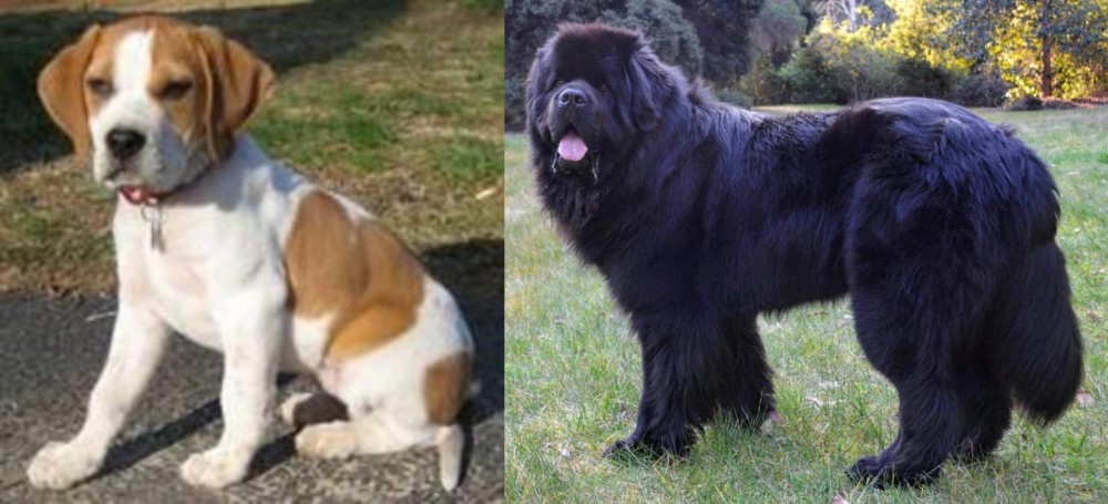 Newfoundland Dog vs Francais Blanc et Orange - Breed Comparison