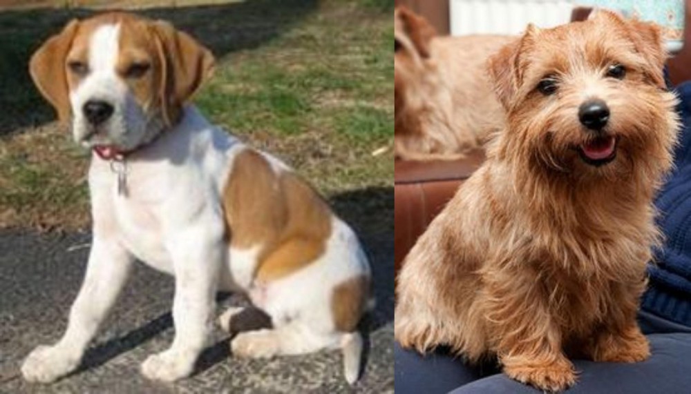 Norfolk Terrier vs Francais Blanc et Orange - Breed Comparison
