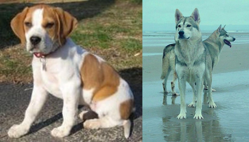 Northern Inuit Dog vs Francais Blanc et Orange - Breed Comparison