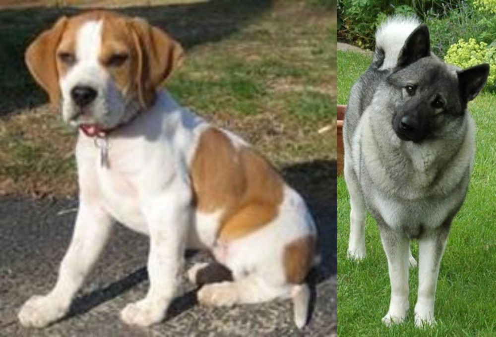 Norwegian Elkhound vs Francais Blanc et Orange - Breed Comparison