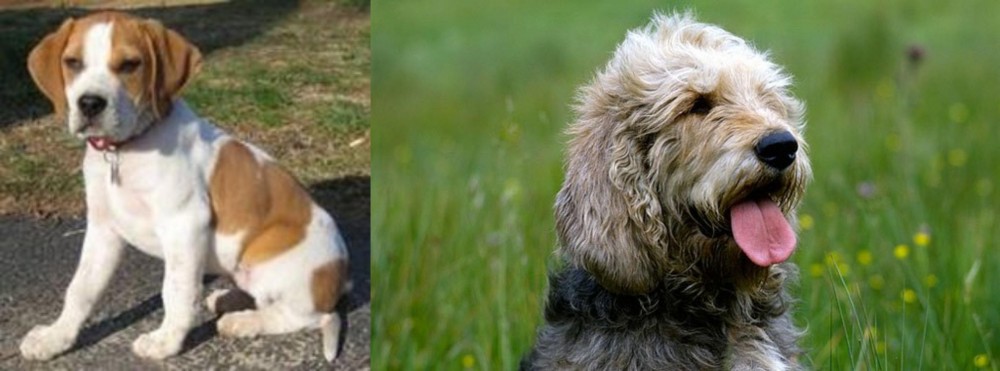 Otterhound vs Francais Blanc et Orange - Breed Comparison