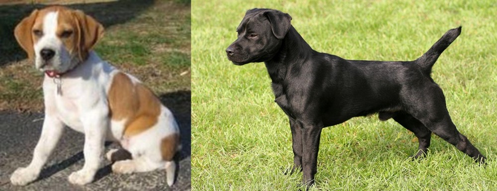 Patterdale Terrier vs Francais Blanc et Orange - Breed Comparison