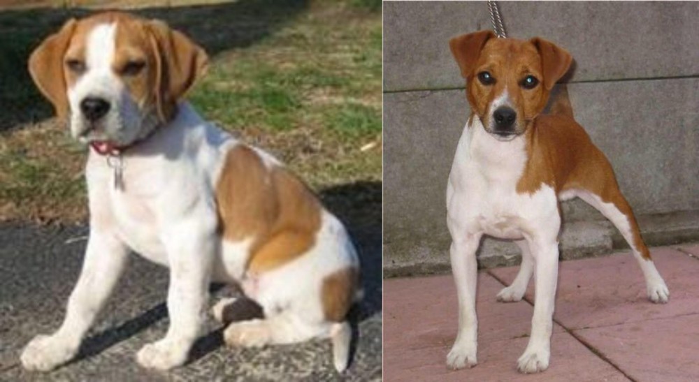 Plummer Terrier vs Francais Blanc et Orange - Breed Comparison