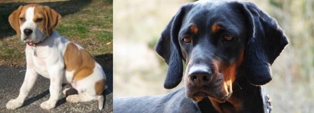 Polish Hunting Dog vs Francais Blanc et Orange - Breed Comparison