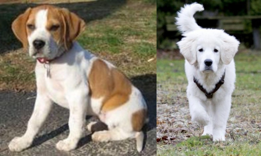 Polish Tatra Sheepdog vs Francais Blanc et Orange - Breed Comparison