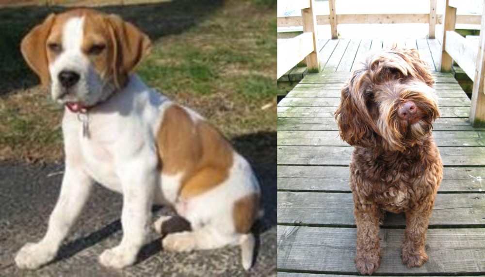 Portuguese Water Dog vs Francais Blanc et Orange - Breed Comparison