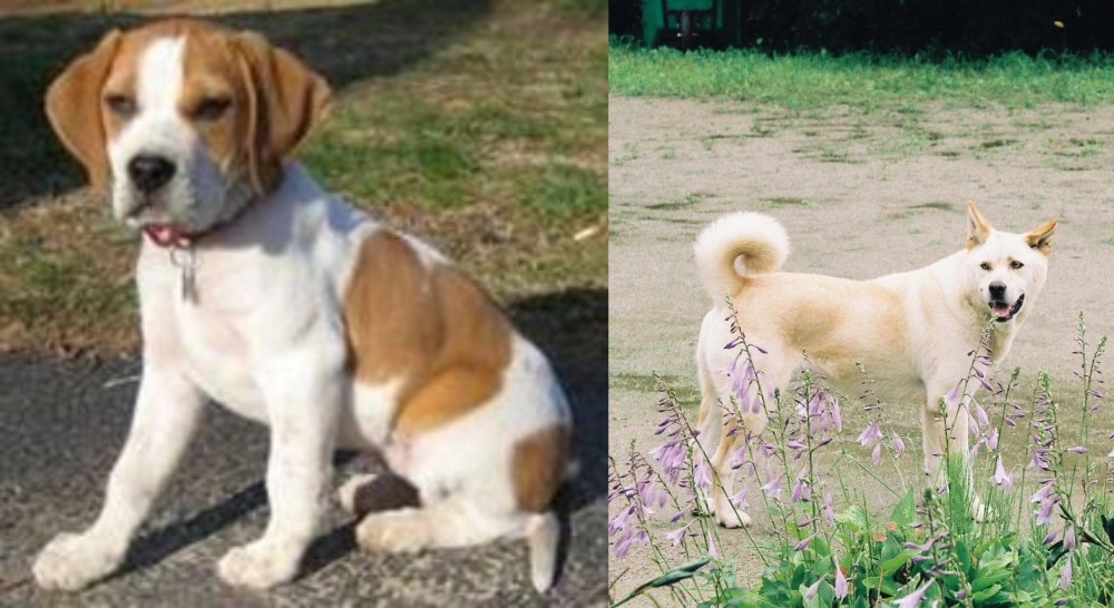 Pungsan Dog vs Francais Blanc et Orange - Breed Comparison