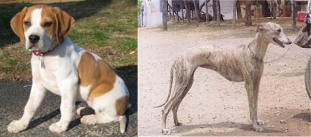 Rampur Greyhound vs Francais Blanc et Orange - Breed Comparison