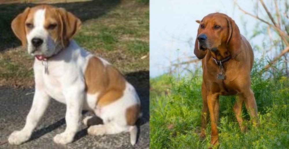 Redbone Coonhound vs Francais Blanc et Orange - Breed Comparison