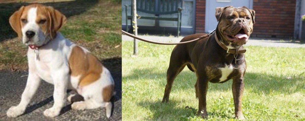 Renascence Bulldogge vs Francais Blanc et Orange - Breed Comparison