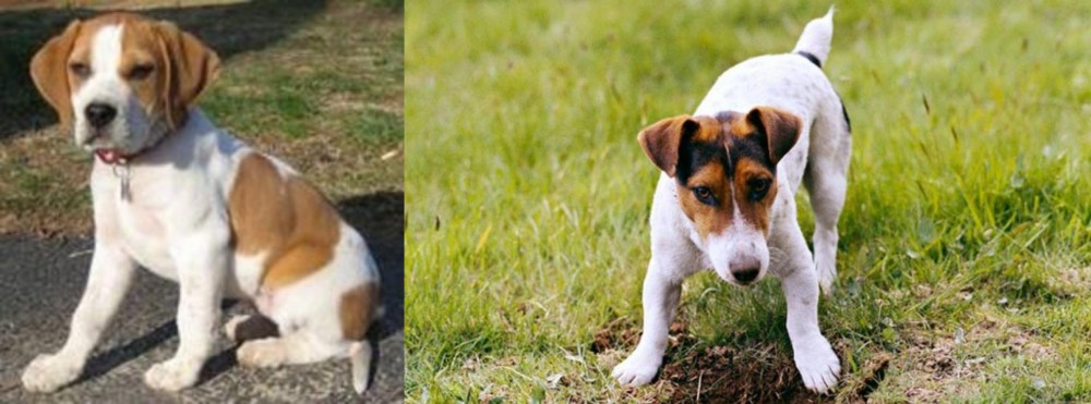 Russell Terrier vs Francais Blanc et Orange - Breed Comparison