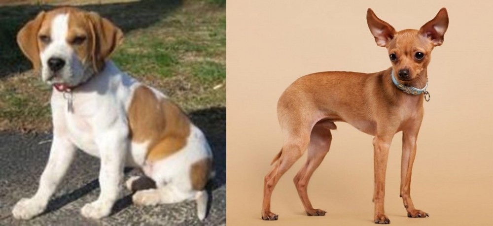 Russian Toy Terrier vs Francais Blanc et Orange - Breed Comparison