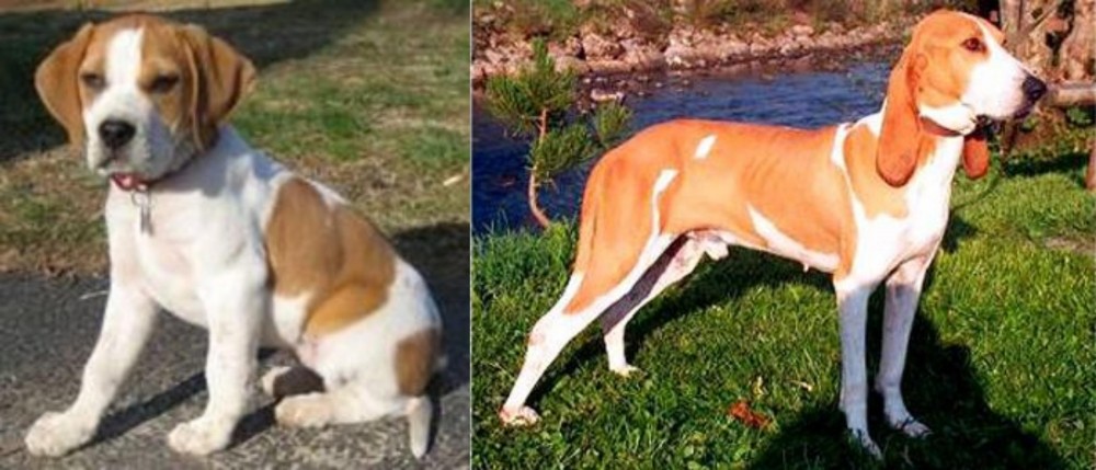 Schweizer Laufhund vs Francais Blanc et Orange - Breed Comparison
