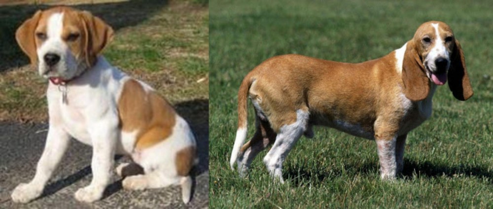 Schweizer Niederlaufhund vs Francais Blanc et Orange - Breed Comparison