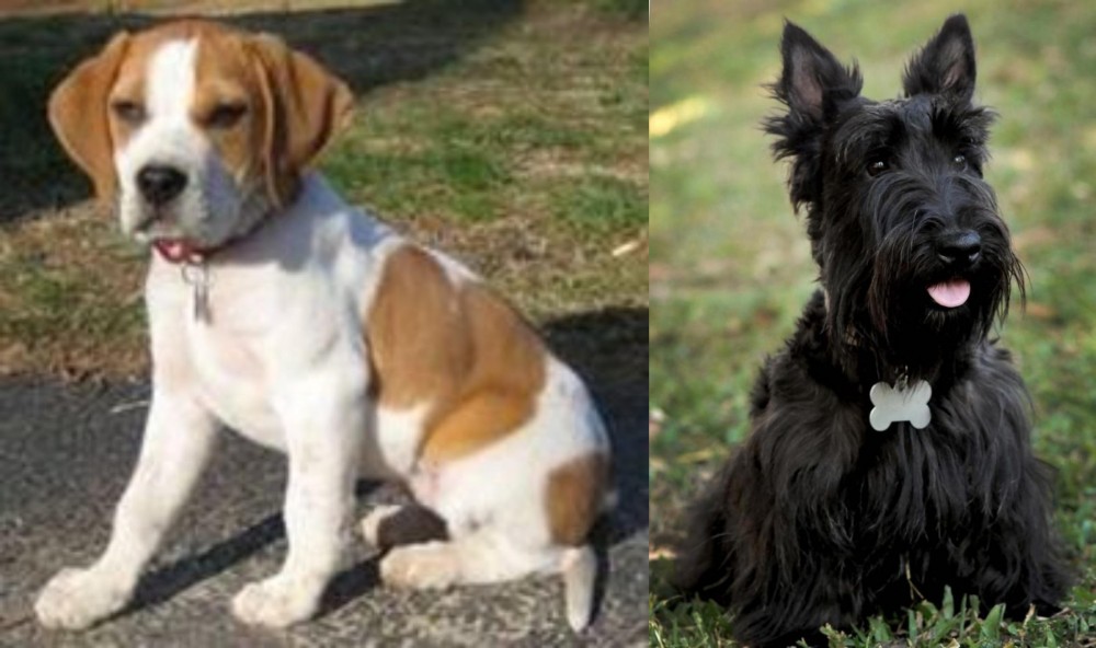 Scoland Terrier vs Francais Blanc et Orange - Breed Comparison
