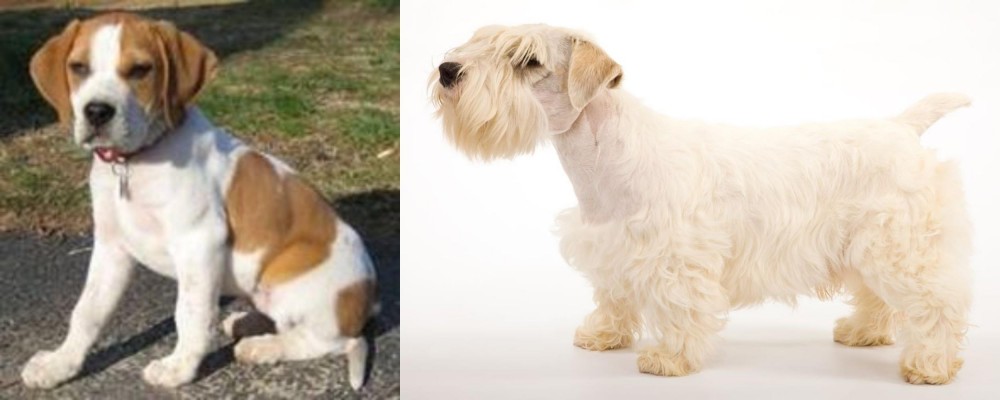 Sealyham Terrier vs Francais Blanc et Orange - Breed Comparison