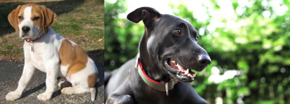Shepard Labrador vs Francais Blanc et Orange - Breed Comparison