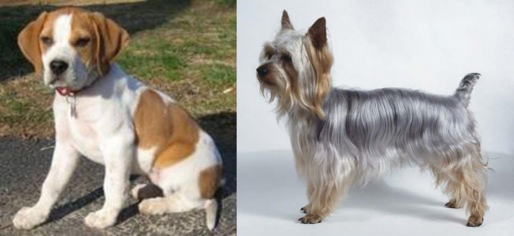 Silky Terrier vs Francais Blanc et Orange - Breed Comparison