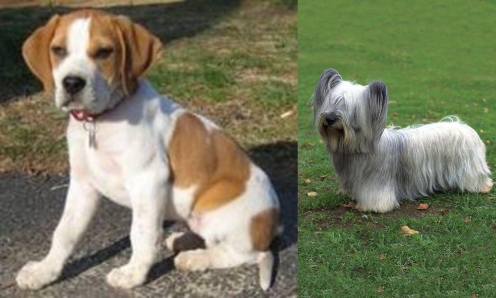 Skye Terrier vs Francais Blanc et Orange - Breed Comparison