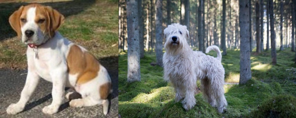 Soft-Coated Wheaten Terrier vs Francais Blanc et Orange - Breed Comparison