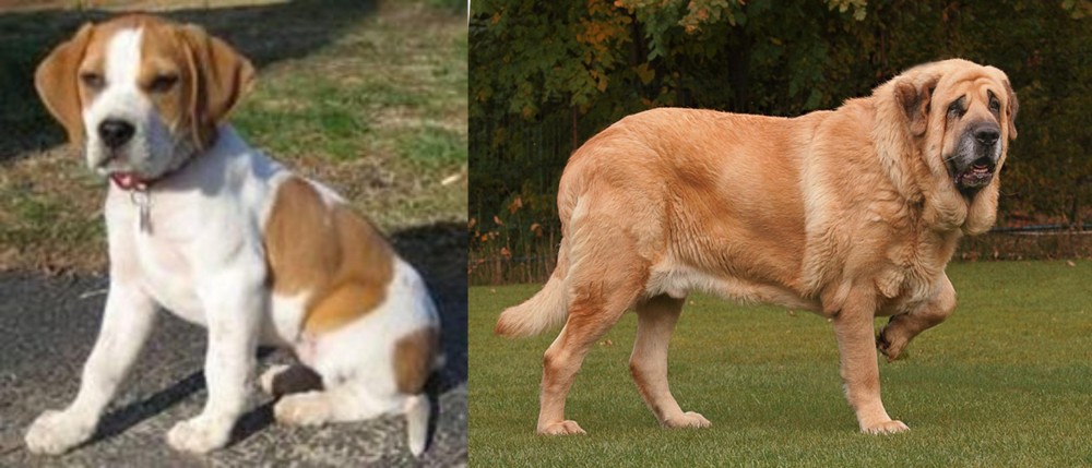 Spanish Mastiff vs Francais Blanc et Orange - Breed Comparison