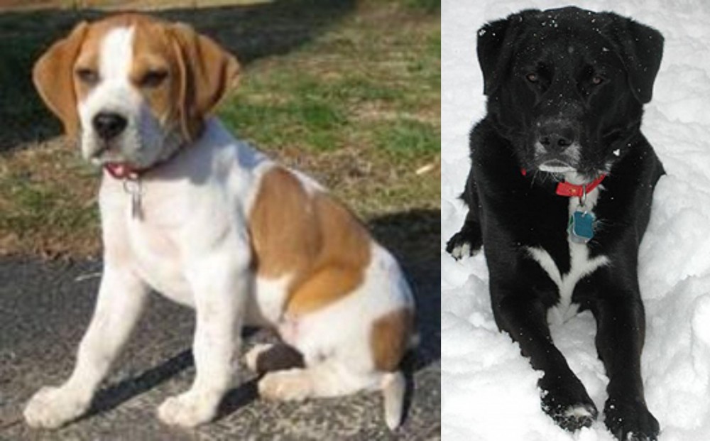 St. John's Water Dog vs Francais Blanc et Orange - Breed Comparison