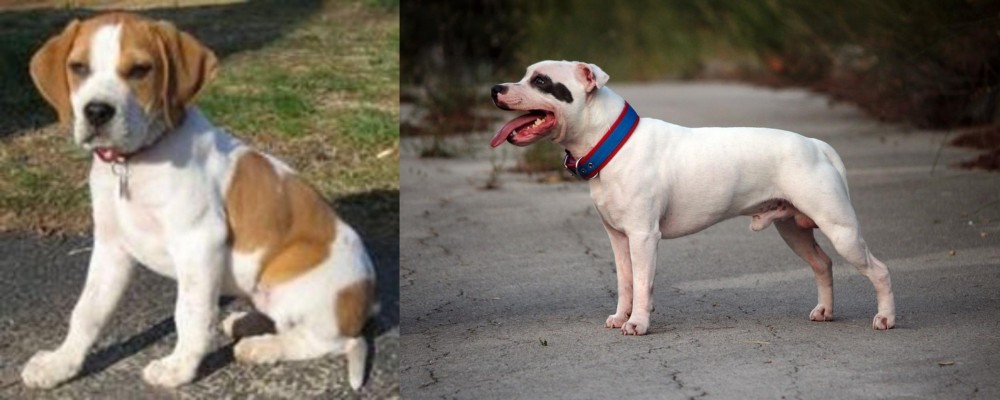 Staffordshire Bull Terrier vs Francais Blanc et Orange - Breed Comparison