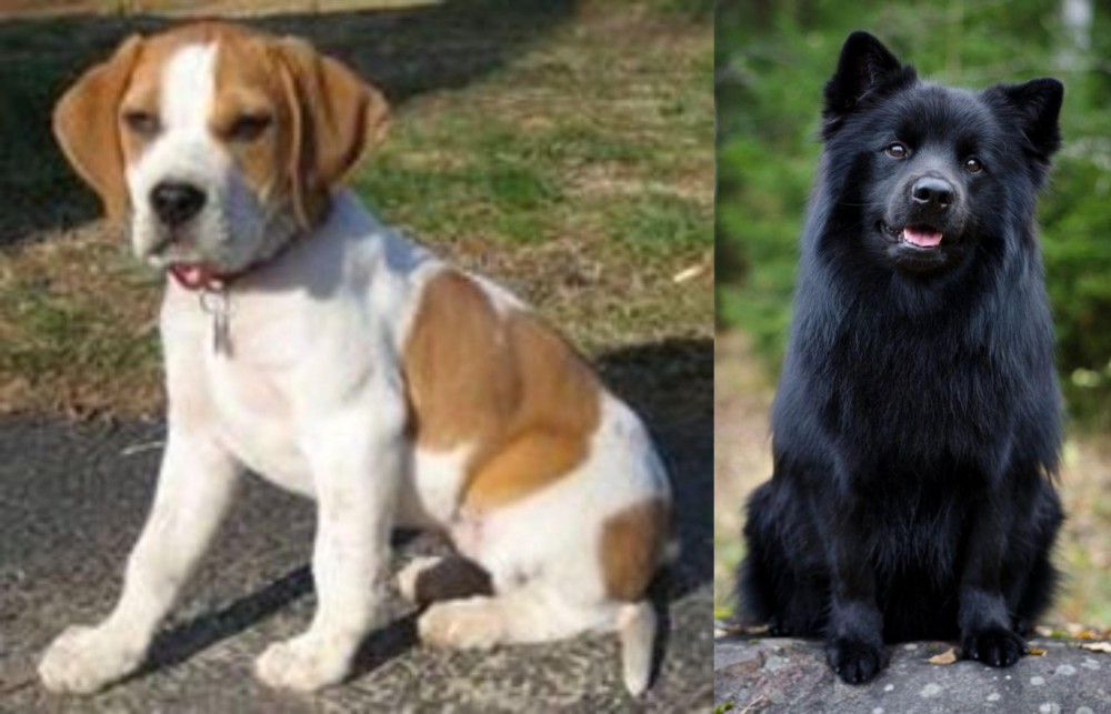 Swedish Lapphund vs Francais Blanc et Orange - Breed Comparison