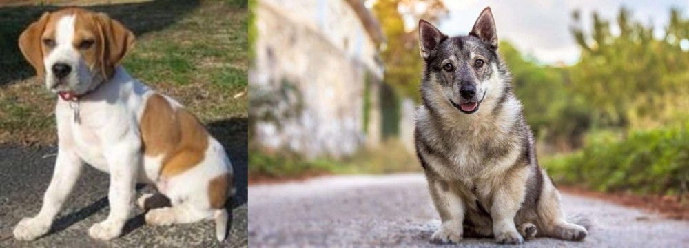 Swedish Vallhund vs Francais Blanc et Orange - Breed Comparison