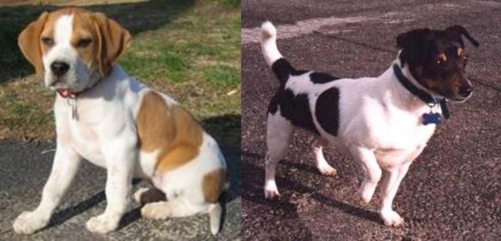 Teddy Roosevelt Terrier vs Francais Blanc et Orange - Breed Comparison