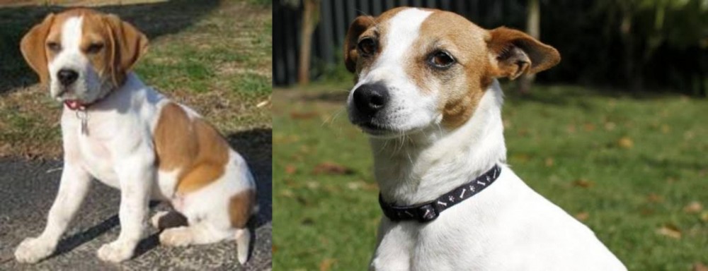 Tenterfield Terrier vs Francais Blanc et Orange - Breed Comparison