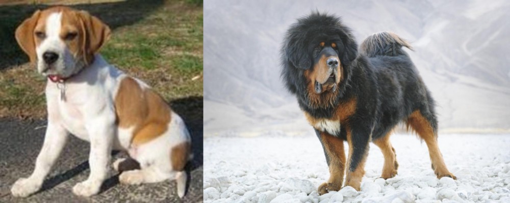 Tibetan Mastiff vs Francais Blanc et Orange - Breed Comparison