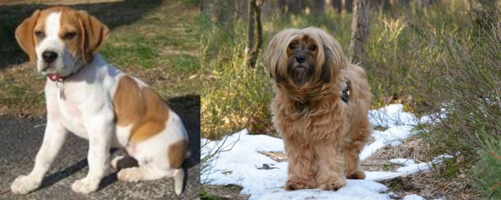 Tibetan Terrier vs Francais Blanc et Orange - Breed Comparison